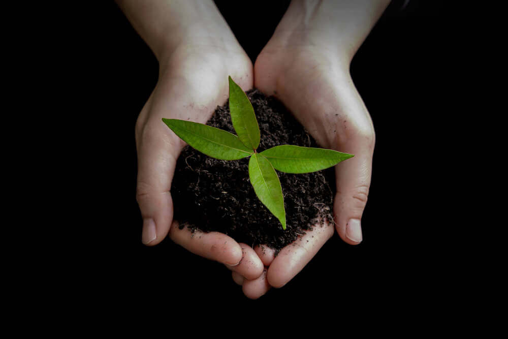 Hands holding soil with seedling growing
