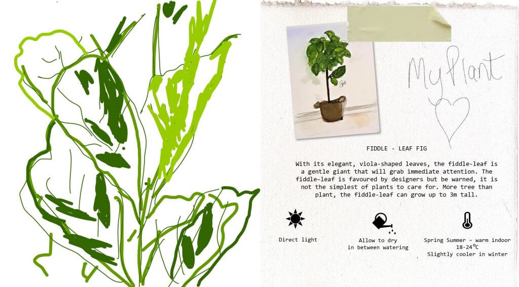 My baby! The marvellous Fiddle - Leaf - Fig plant. Written and illustrated by Angela Cheung.