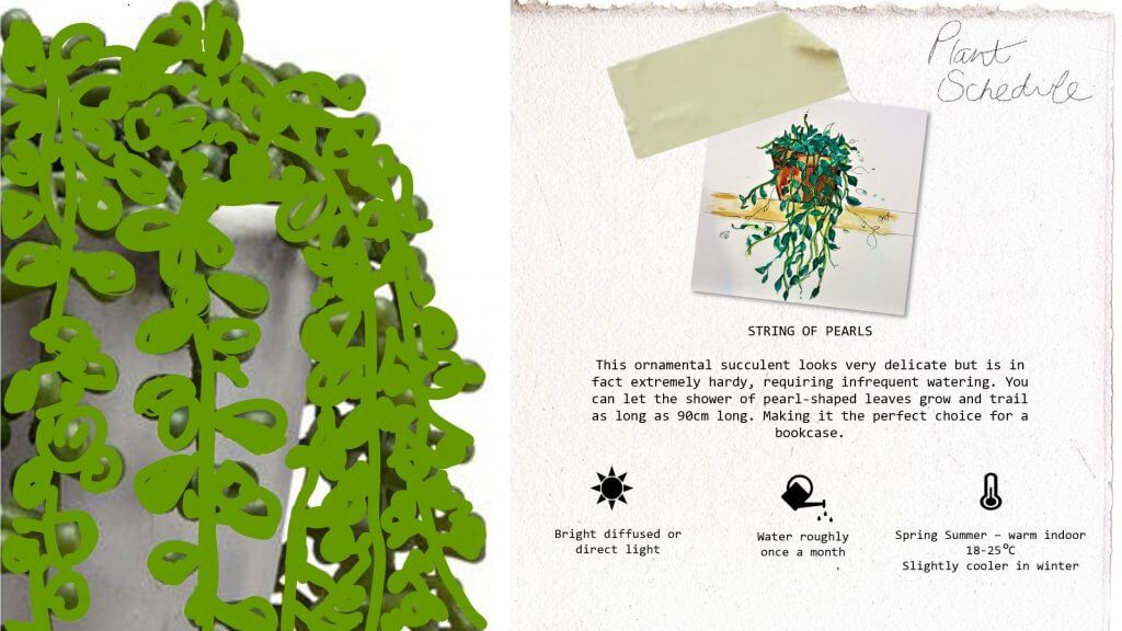 Angela's care guide and plant schedule for the String of Pearls plant. Written and illustrated by Angela Cheung.