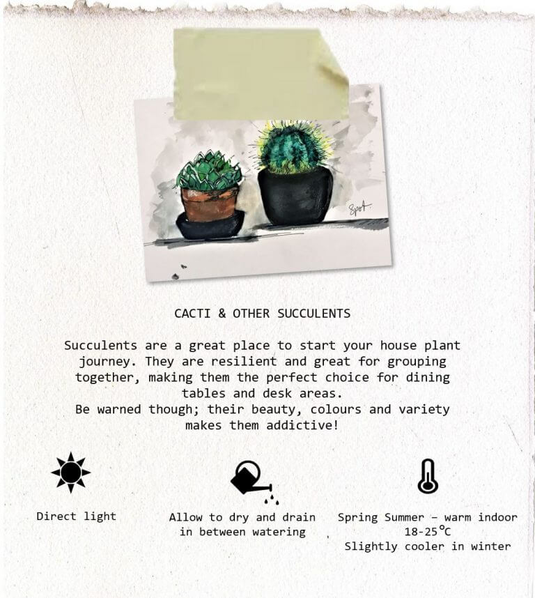 Angela's care guide and plant schedule for cacti and other succulents. Written and illustrated by Angela Cheung.