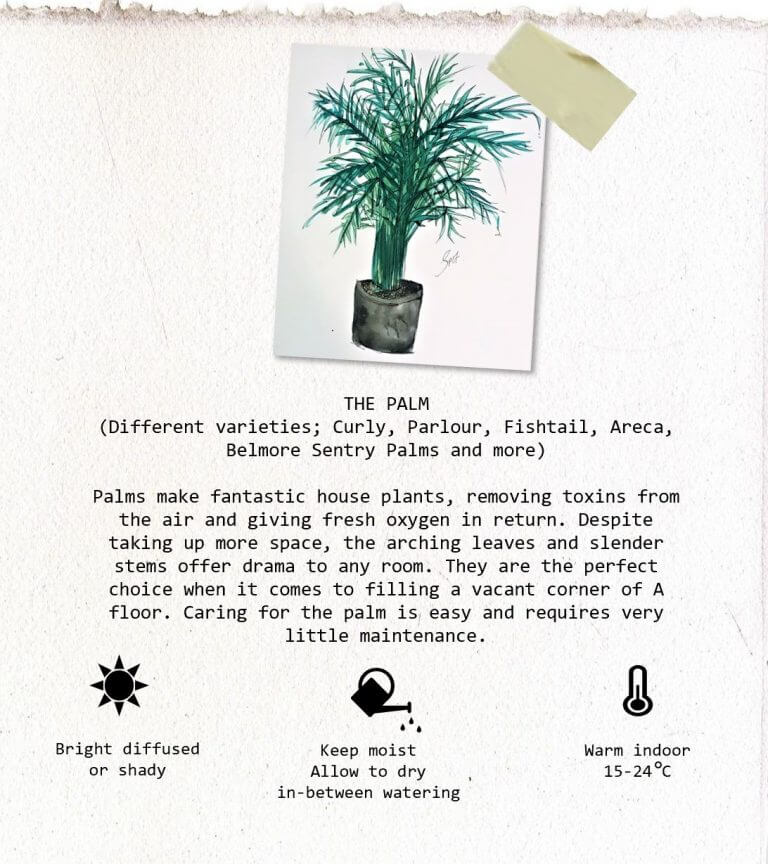 Angela's care guide and plant schedule for Palm plants. Written and illustrated by Angela Cheung.